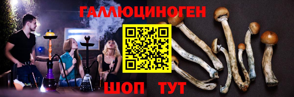 Галлюциногенные грибы Psilocybine cubensis Чита